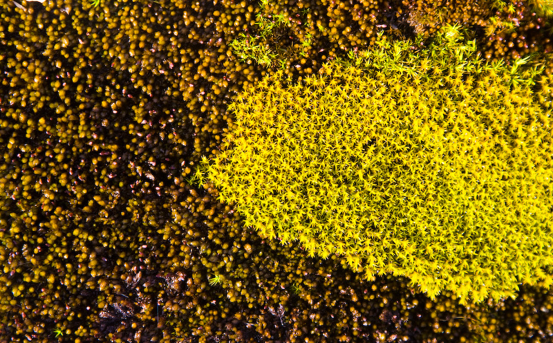 Moss Detail